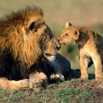 Kenya-the-best-safari